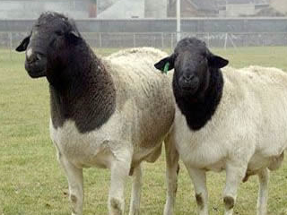 萨福克羊原产于英国,是世界公认的用于终端杂交的优良父本品种