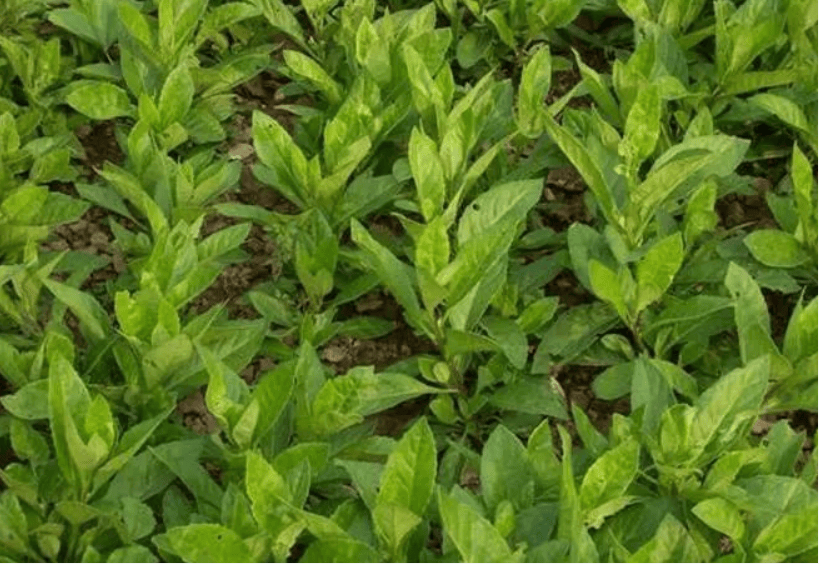 江苏惠明农产品流通中心有限公司:中草药白凤菜的生物特性_叶片_植株