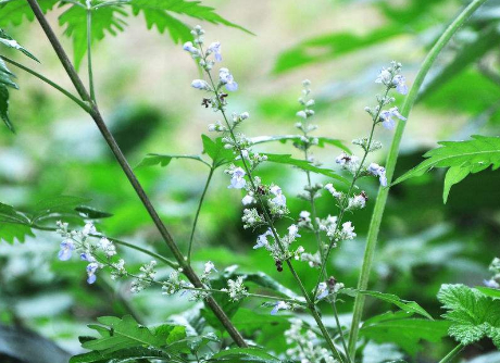 原创农村这种野草全身都是宝药用价值很高而且是脚气的克星