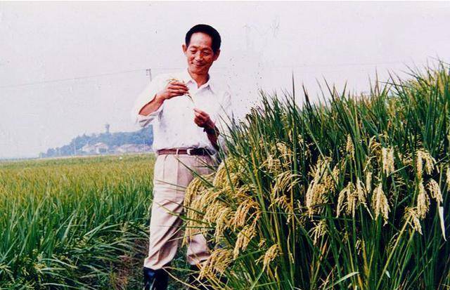 原创杂交水稻之父的爱情长期与妻儿分离艰辛努力换来无数人的温饱