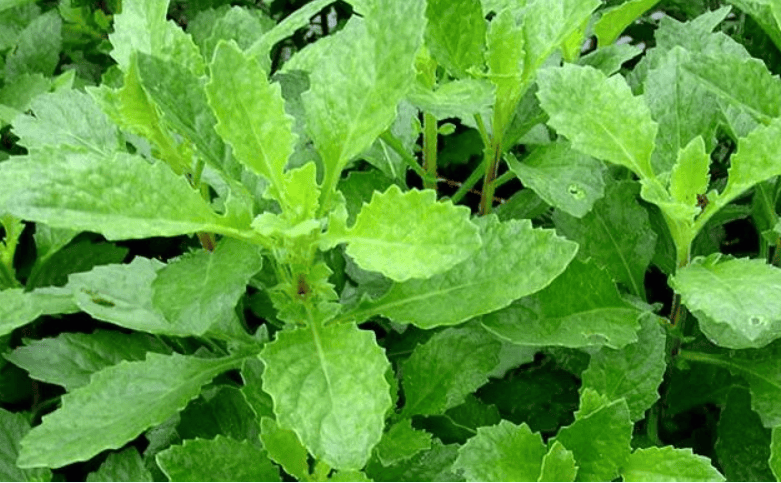 江苏惠明农产品流通中心有限公司:中草药白凤菜的生物特性