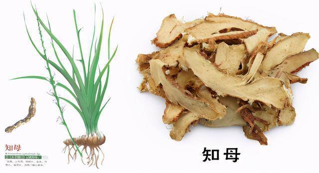 知母的功效与作用你了解吗