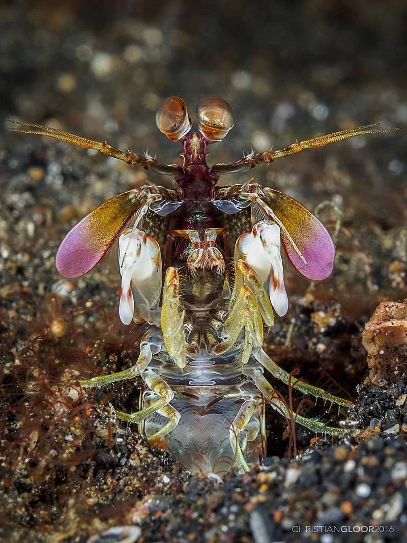 动物王国中5种最奇怪的眼睛它们看到了我们无法想象的世界