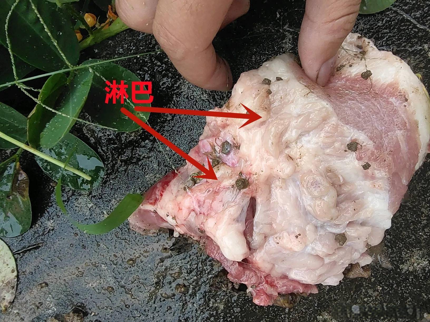 原创315晚会曝光一厂家用淋巴肉做梅菜扣肉淋巴肉危害为何那么大