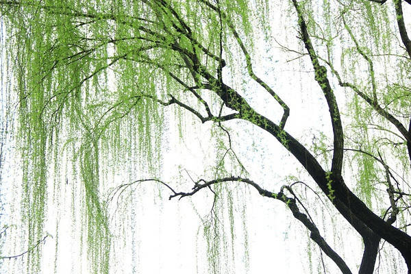 赵素美仰慕你的柔美,要从鹅黄色的童年说起,我们围着你追逐打闹笑声