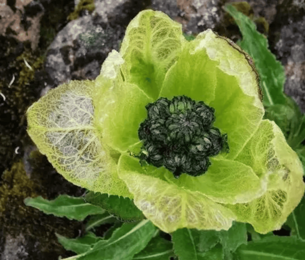 大白菜怎么开花图片