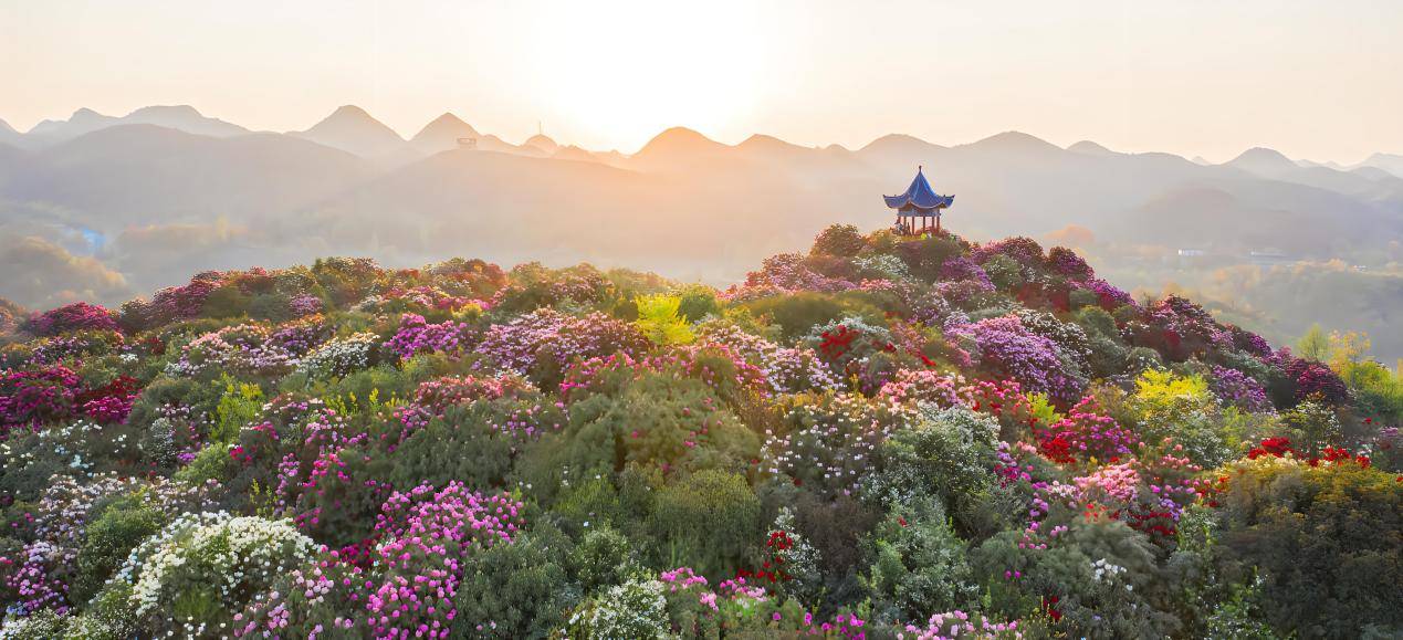 贵州毕节百里杜鹃位于贵州省毕节市大方县普底乡,是一个有着悠久历史