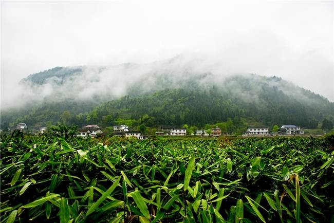 新"中求"质" 科技赋能_发展_桑植县_产业