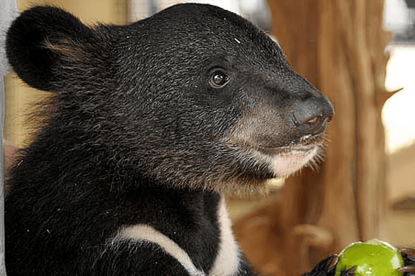 难道一山还不容二熊._黑熊_亚洲_亚种