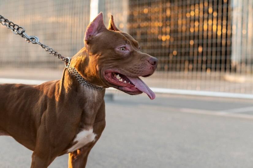 比特犬最简单的开气门图片