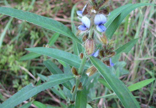 农吉利的草药图片查看图片