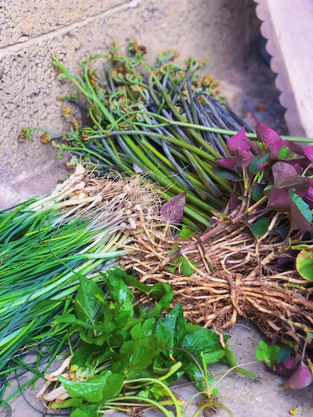 浙江杭州大妈食用野菜呕血晕厥!谷医堂谷方益元提醒野菜虽好切莫贪嘴