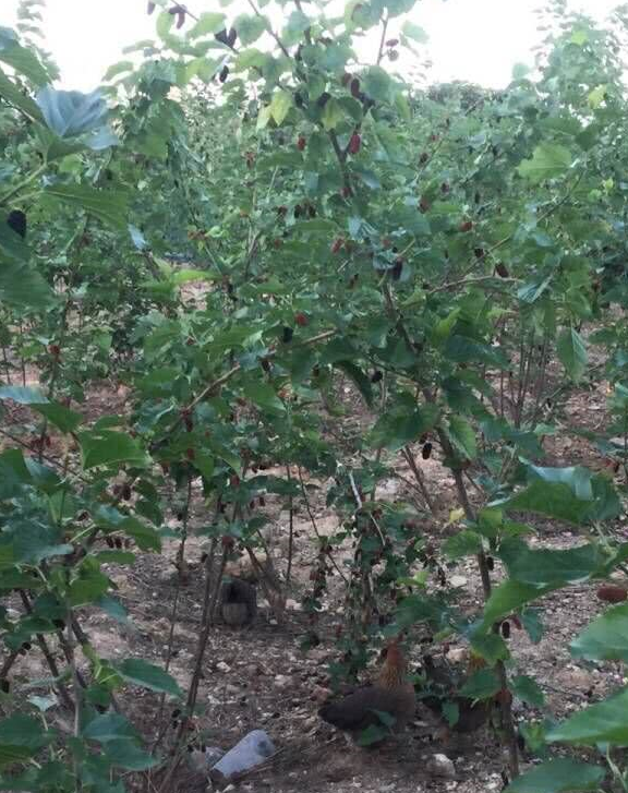 桑葚子_桑椹_桑树