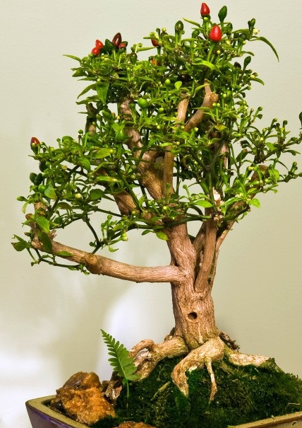 辣椒也能做盆景,不但好看,吃火锅的时候还用得上_西红柿_植物_枝条