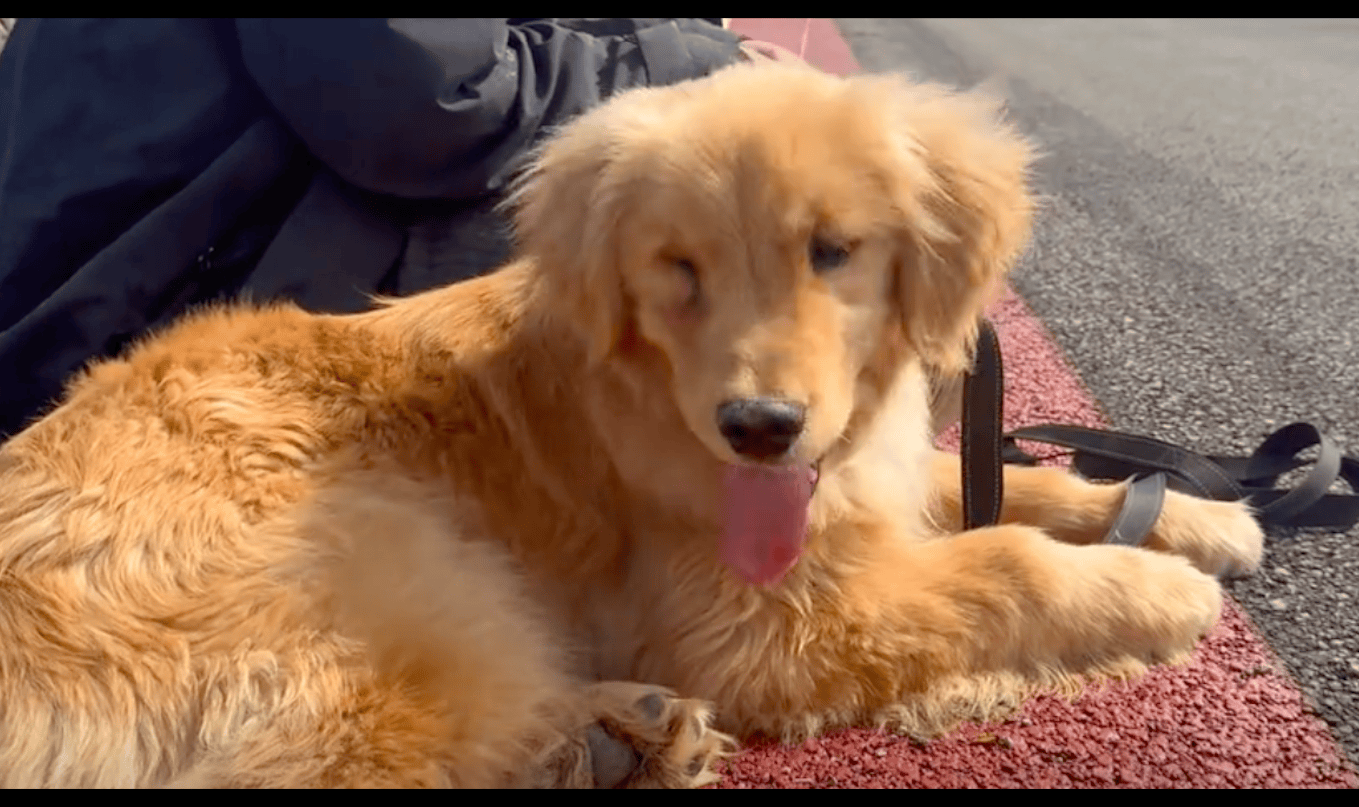 原创金毛的一只眼睛瞎了后就被主人关进了猪圈里墙上都是它的爪印