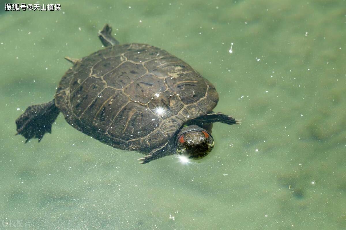 原创怎么养殖甲鱼方法怎样
