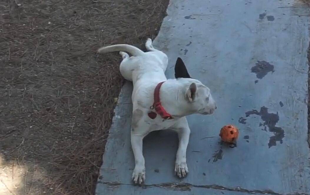 原创出尔反尔面对大姐再三想要要回狗的请求大哥不能