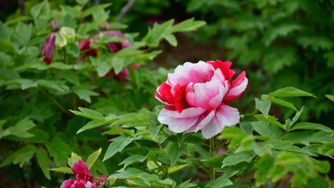 牡丹花已开菏泽等你来