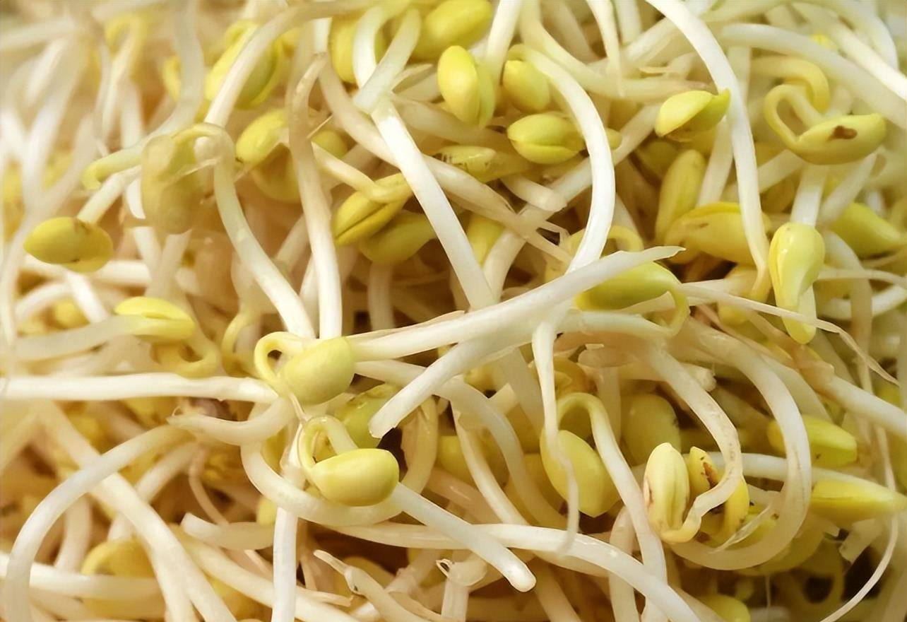 豆芽是船员们重要的维生素来源除了以上食物,船队还会带上一些腌制