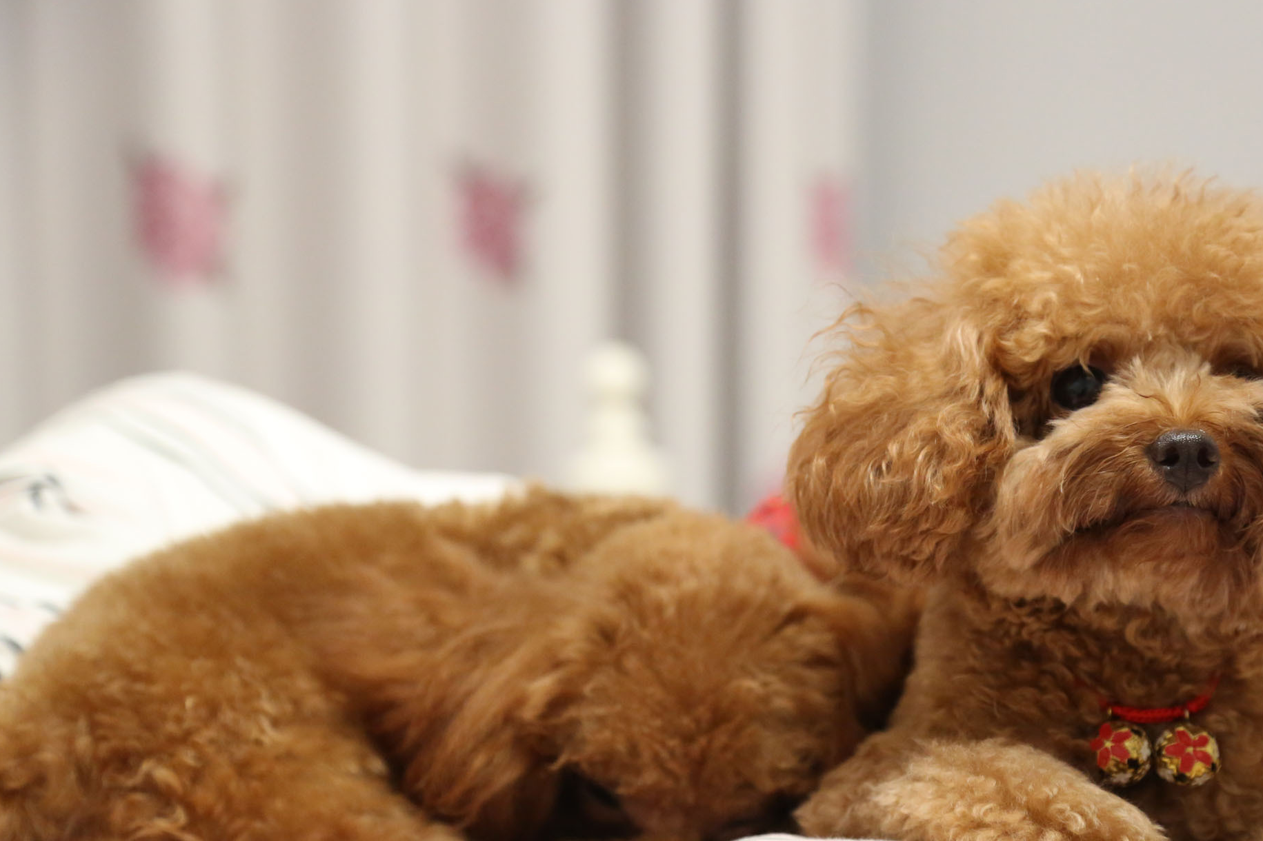 那么一定要想办法提高狗狗的食欲,各位泰迪狗子的主人可以准备一些羊