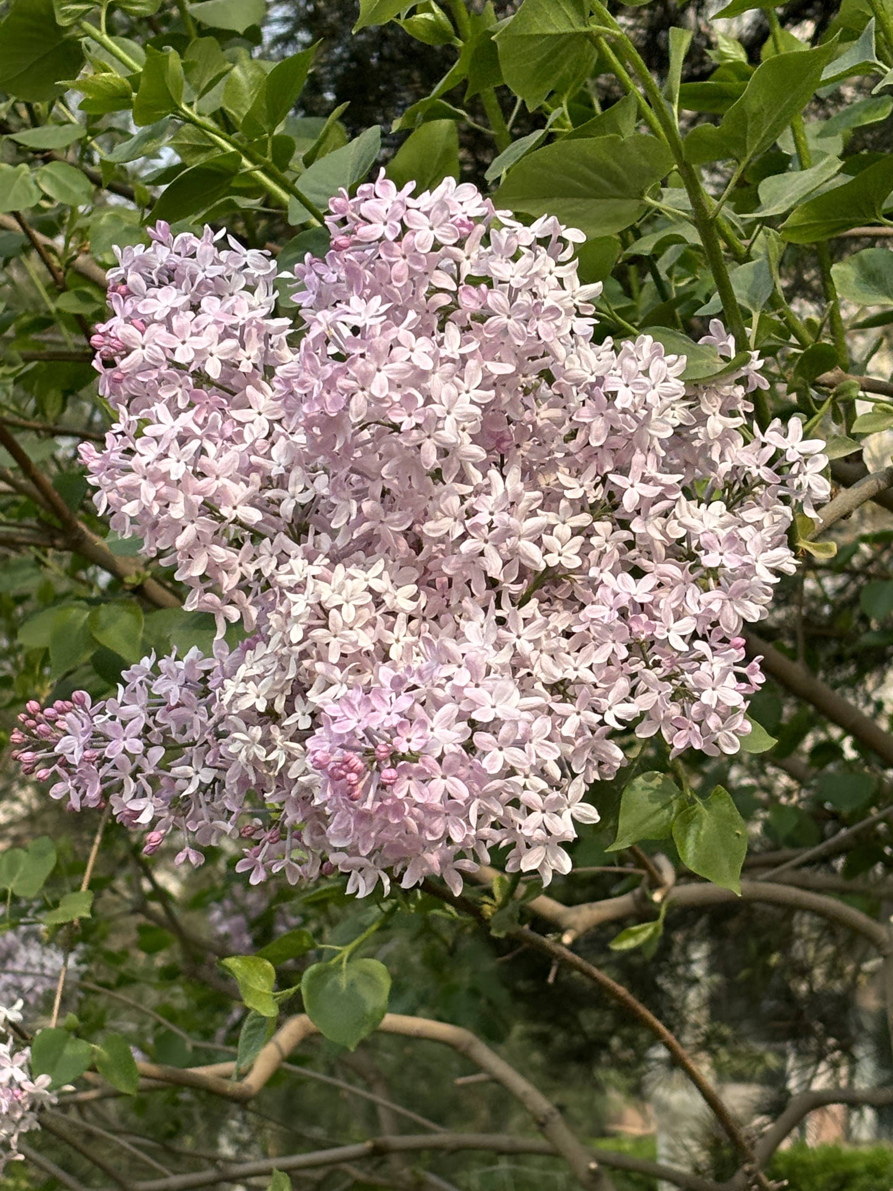 紫丁香花的气味图片