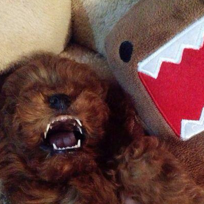 原创泰迪犬的这六个部位主人别乱打都是它的命门