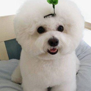 养比熊犬的几大"好处",不养不知道!_驱虫_狗狗_因为