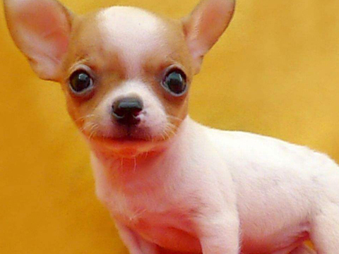 大多数人都愿意养吉娃娃的这几个原因,你知道几个?___