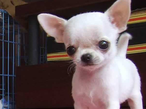 原创大多数人都愿意养吉娃娃的这几个原因你知道几个