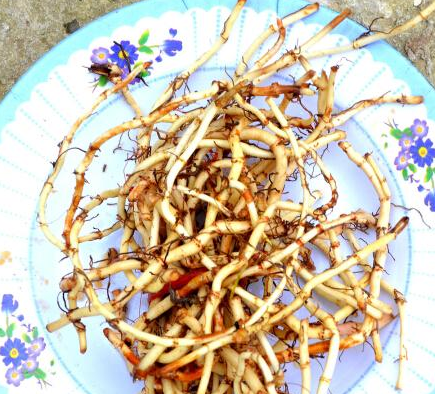 5,甘草茶甘草茶对人体很好的一种药,药用部位是根及根茎,大家应该都