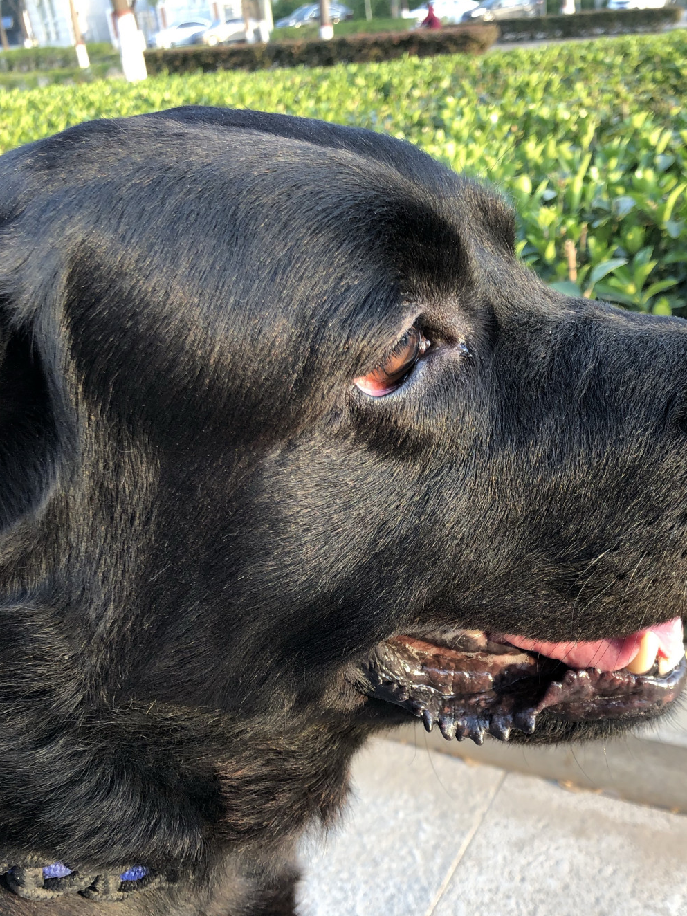 虫还是体外寄生虫,都以吸取宿主的营养生存;疫苗主要有联苗(英特威,卫