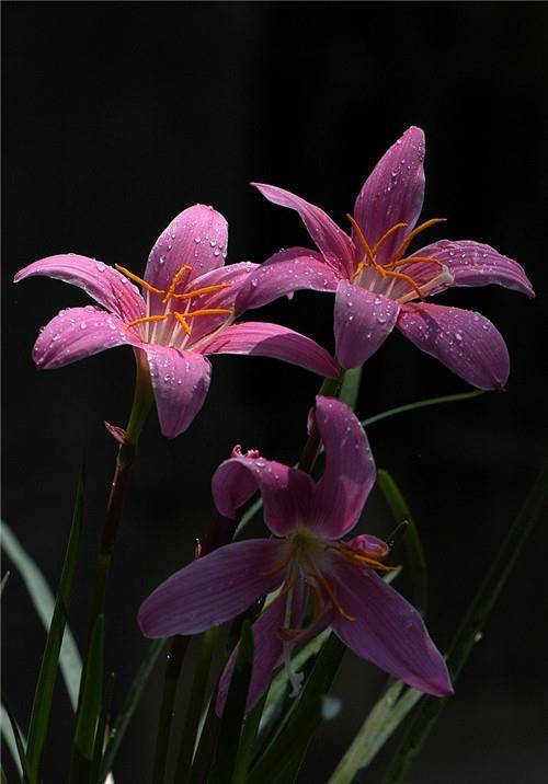 原创为啥洒水车一直循环兰花草这首歌能换首吗专家大有深意