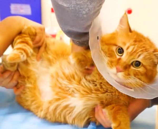 主人带橘猫去做绝育猫咪全程老实术后猫咪的表情让人爆笑