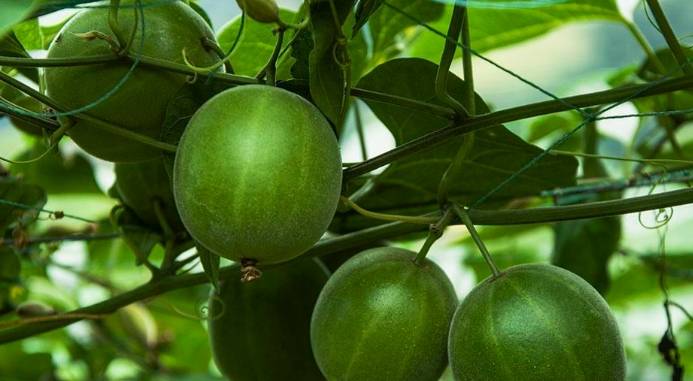 原创农村的这些植物都是根据形态颜色来命名的