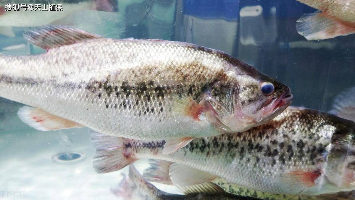 淡水鲈鱼好养吗