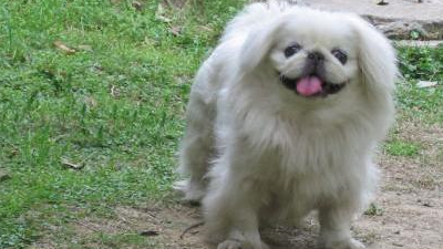 狮子犬,源自中国古代宫廷的小型玩赏犬,性格活泼,聪明通人性二,沙皮犬