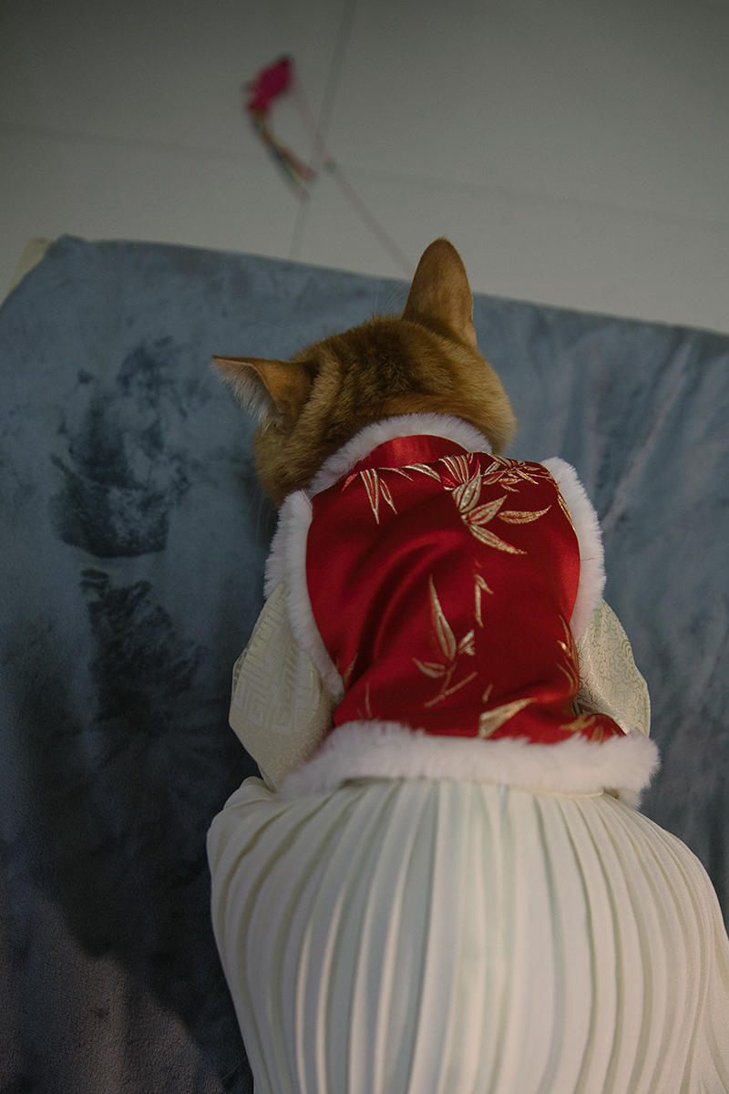 猫咪穿汉服,这谁顶得住啊,快来品品这是谁家的小娇娥