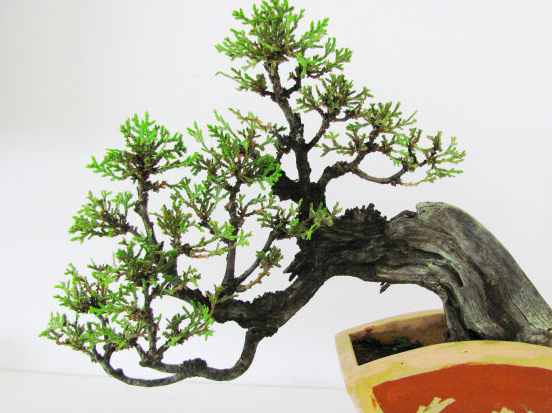 神许养生侧柏治须发早白