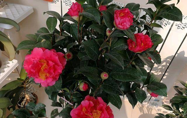 原创被称作九心十八瓣的克瑞墨花色艳丽花香怡人正值花期