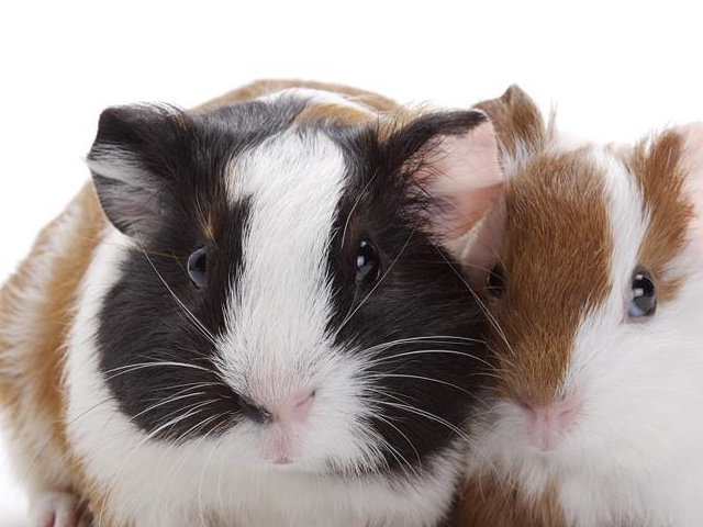 推荐作为宠物的,源自于南美洲,现在已经被驯化,与仓鼠等其他鼠类不同