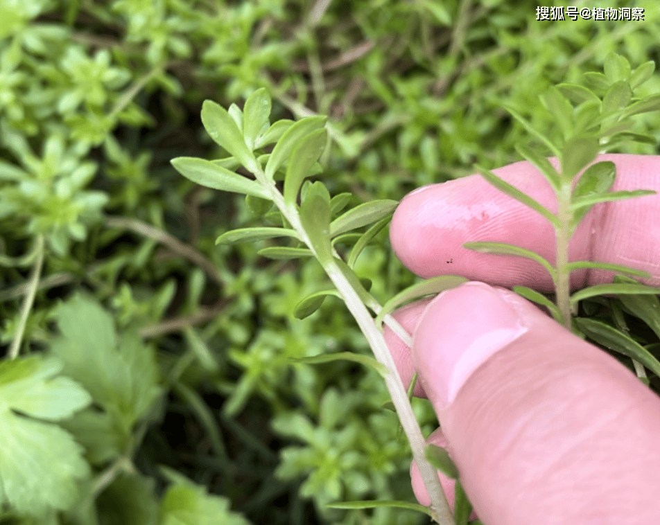 植物_农村_植株