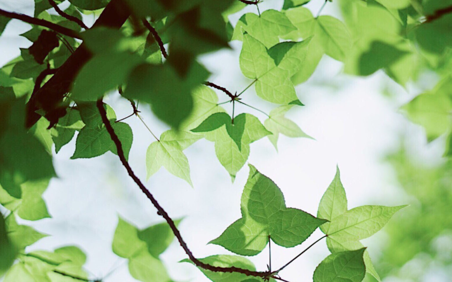 苦尽甘来的三大生肖,晚年开始无忧无虑,日子过得称心!