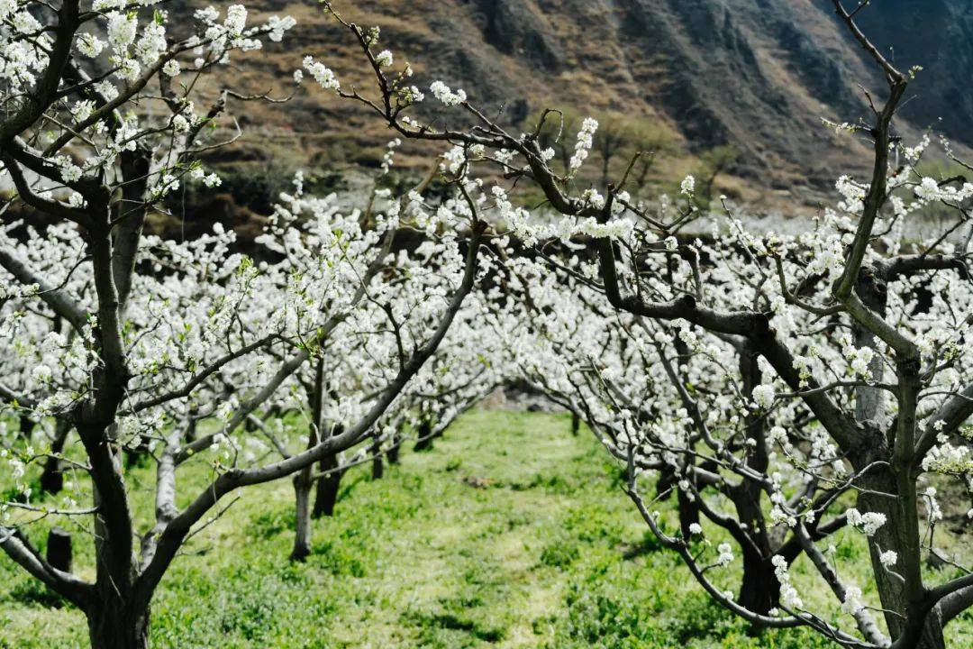 李子花的图片图片