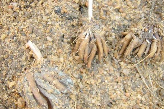 原创花毛茛比牡丹还美而你却总养不好看看是不是忽略这些细节