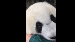 熊猫头摸耳朵表情包图片