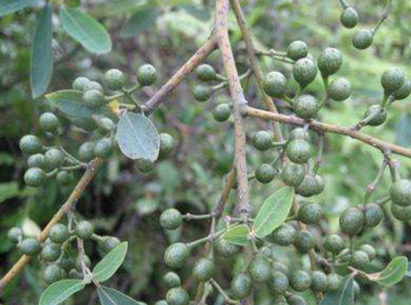 原创山上有种野果闻着有香味长得像胡椒很多人却不知它可以治牙痛