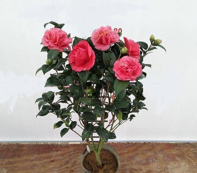 原创被称作九心十八瓣的克瑞墨花色艳丽花香怡人正值花期