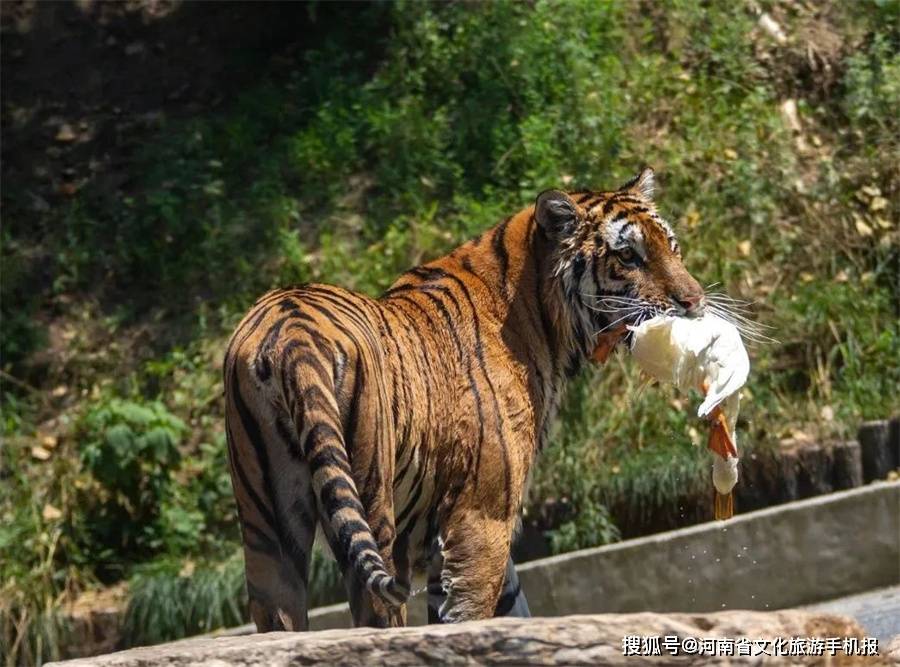 再乘坐观虎车穿梭在"猛兽区",便可与老虎,狮子,黑熊一一打个照面,还