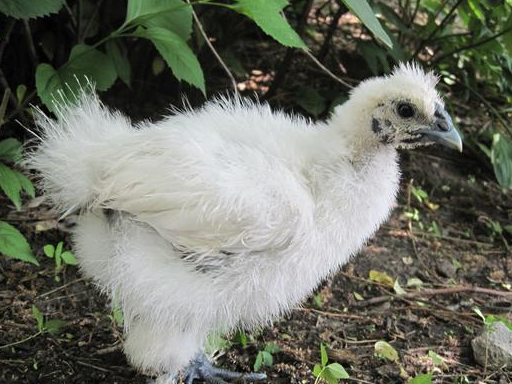 乌鸡煲汤千万不要这么搭小心中毒哦