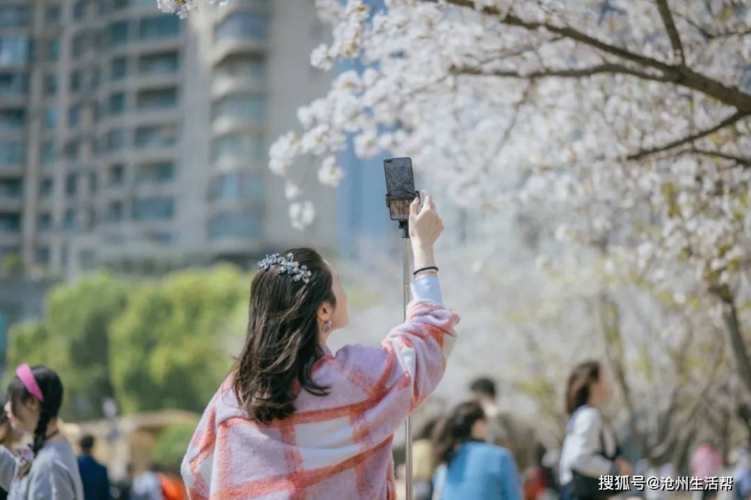 车站车厢就可以拍樱花含樱量超高